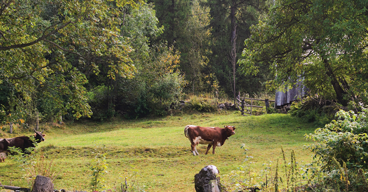 Nef Arsa Nisan Koseler 3 Native 1200X628