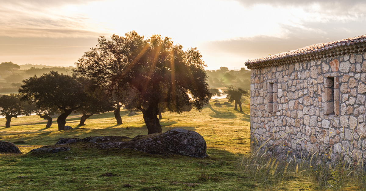 Nef Arsa Nisan Koseler Native 1200X628