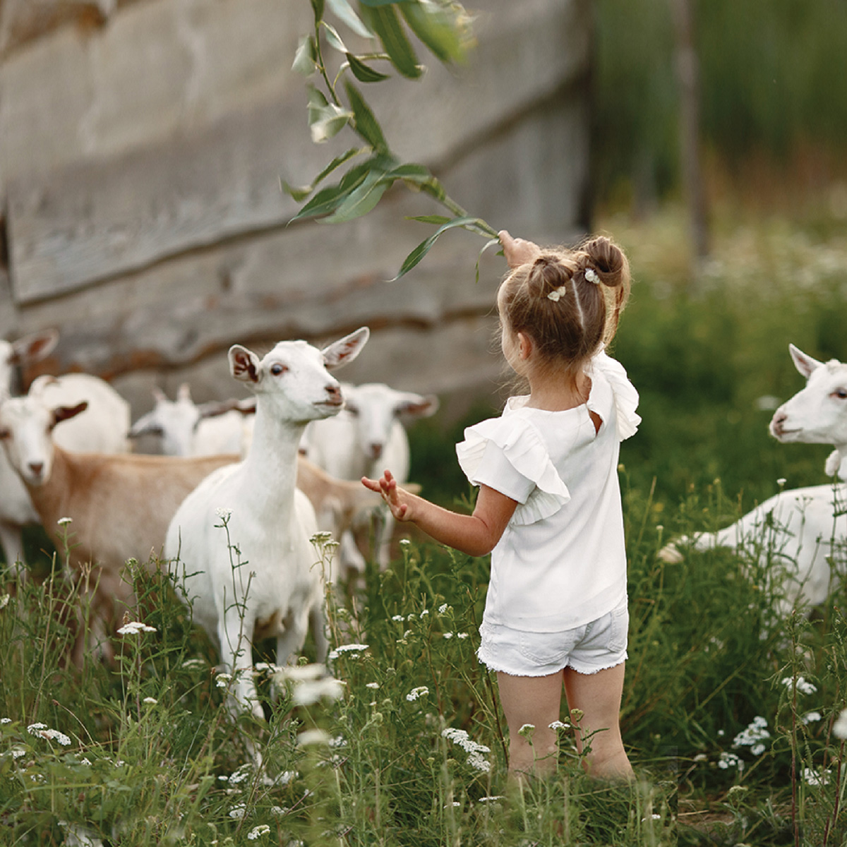 Nef Arsa Nisan Koseler 2 Native 1200X1200