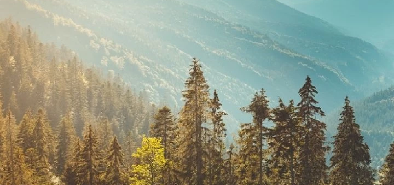 Nef Reserve Gölköy 1